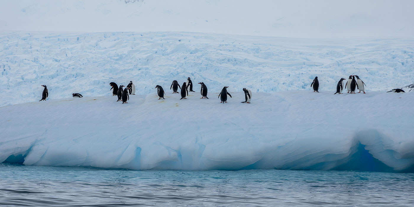 Penguins in Cierva Cove, Antarctica