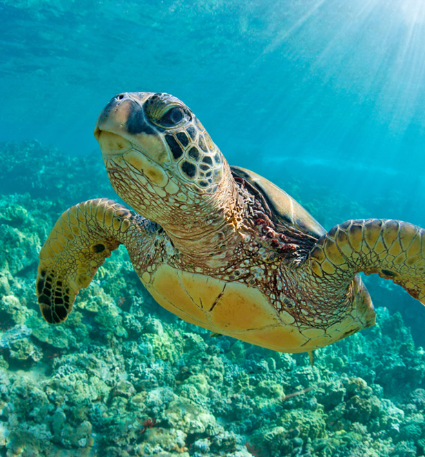 Green Sea Turtle, Saint Vincent and the Grenadines 