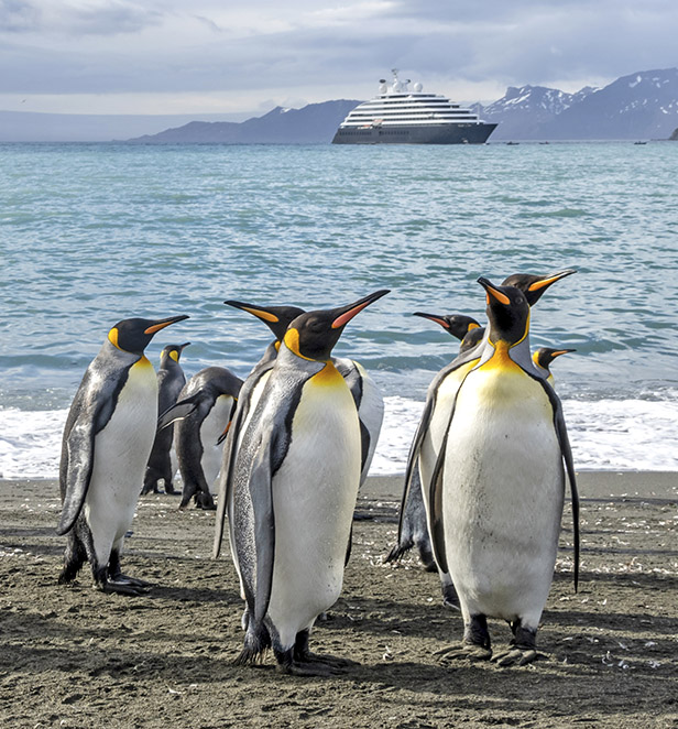  King Penguins, Gold Harbour, The Falklands 