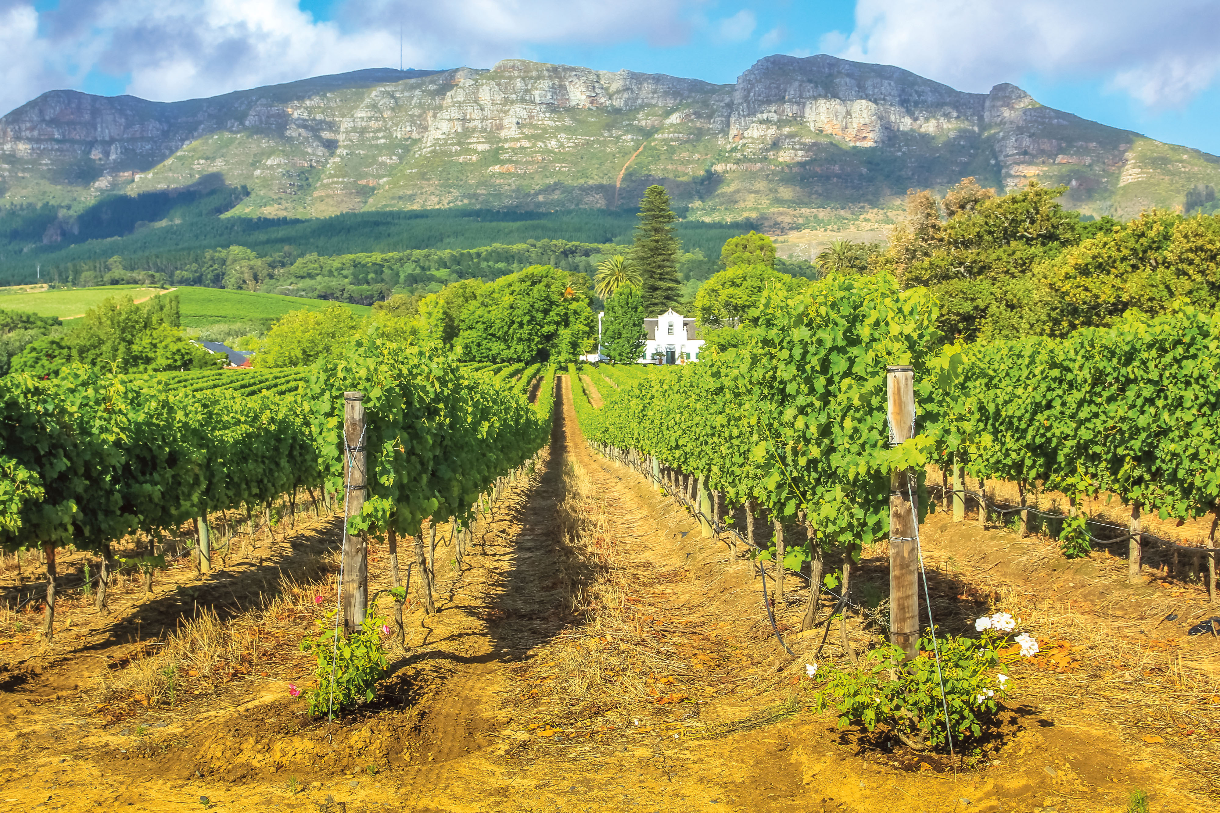 Green vineyards of Stellenbosch Wine Route South Africa