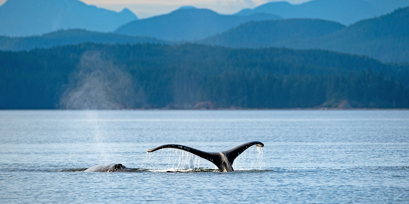 Humpback whale, Knight Inlet, Canada