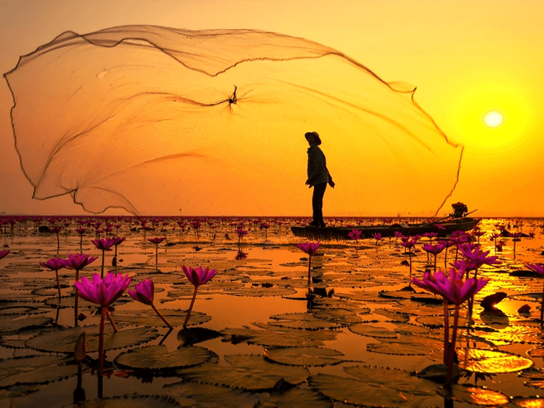 Pink Lotus’ on the water at sunset, Laos
