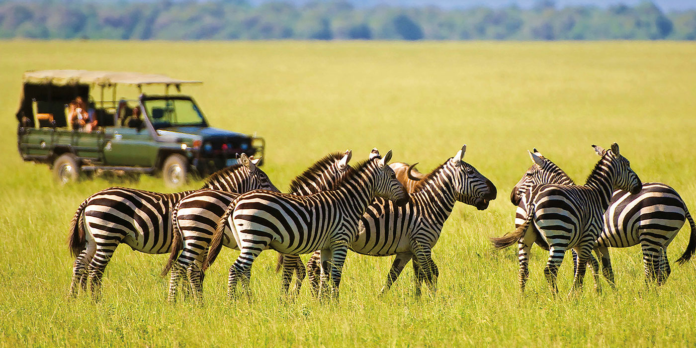 Zebra in a grass field 