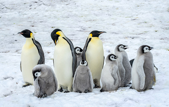 Emperor Penguins on Snow Hill Island, Antarctica