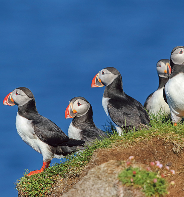 Puffins in Látrabjarg, Iceland