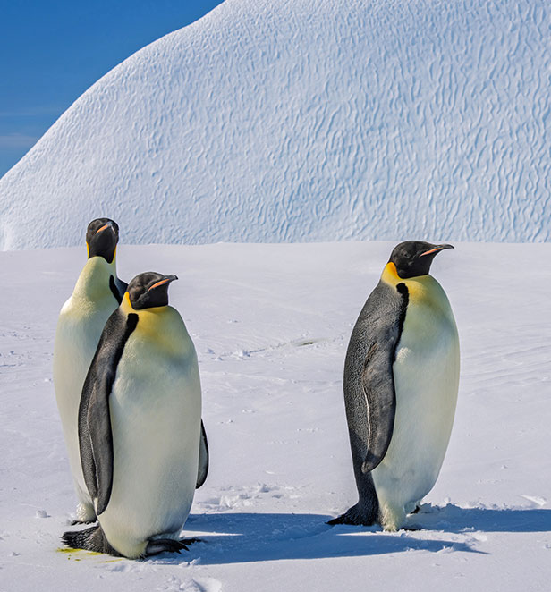 three adult penguins on snow