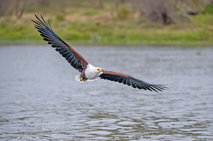 African fish eagle