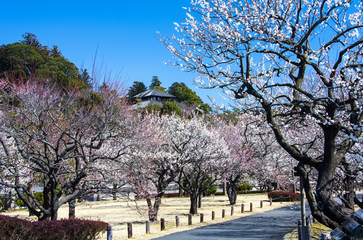 Trees blossoming in Mito, Japan