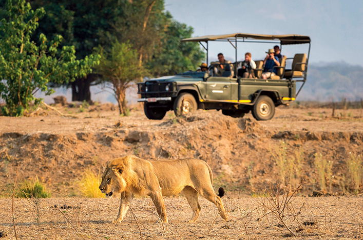 Lion at Chobe National Park Game Drive, Botswana