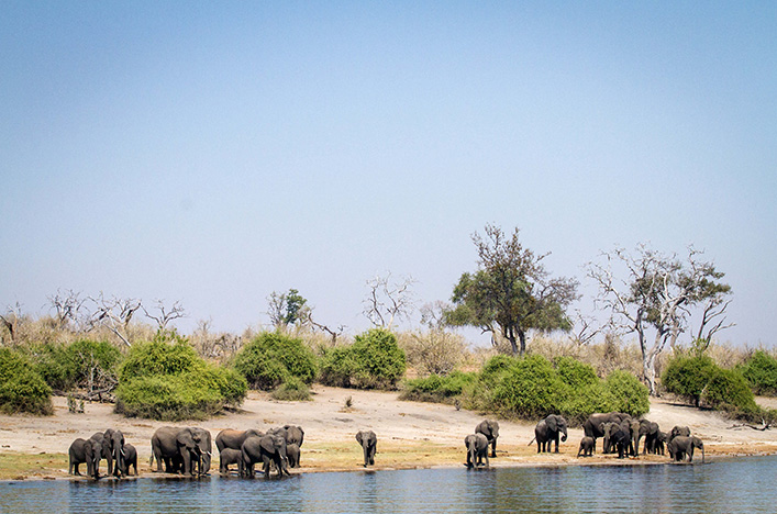 Elephants along Chobe River, Botswana