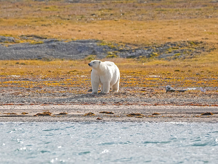 Polar bear in the Arctic