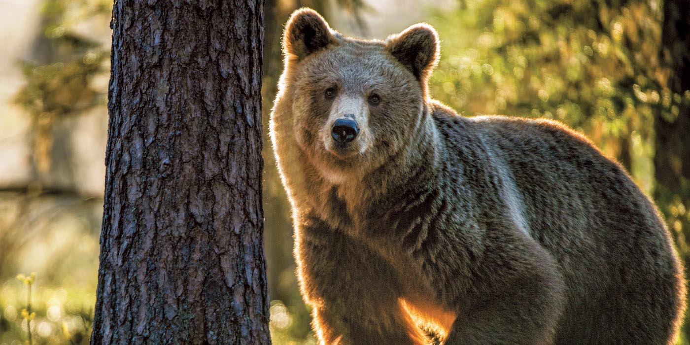 Brown bear in Banff National Park, Alberta, Canada
