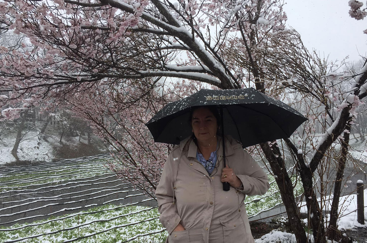 Snow Cherry Blossoms