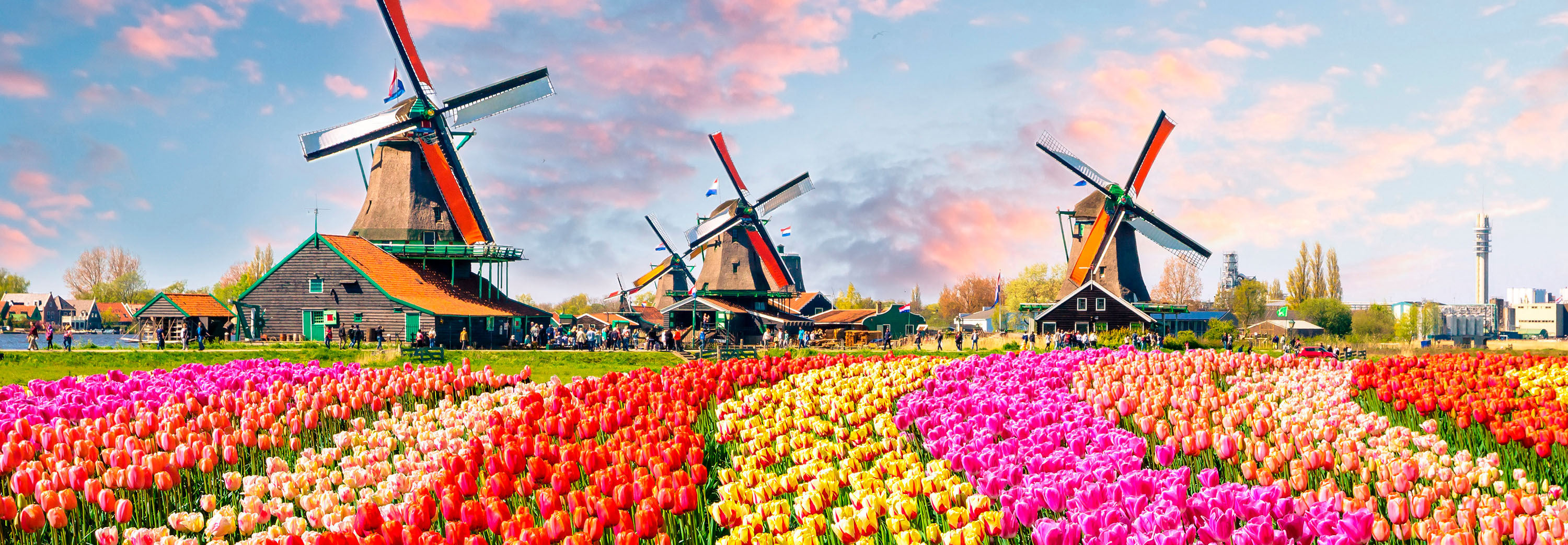 Tulip Fields