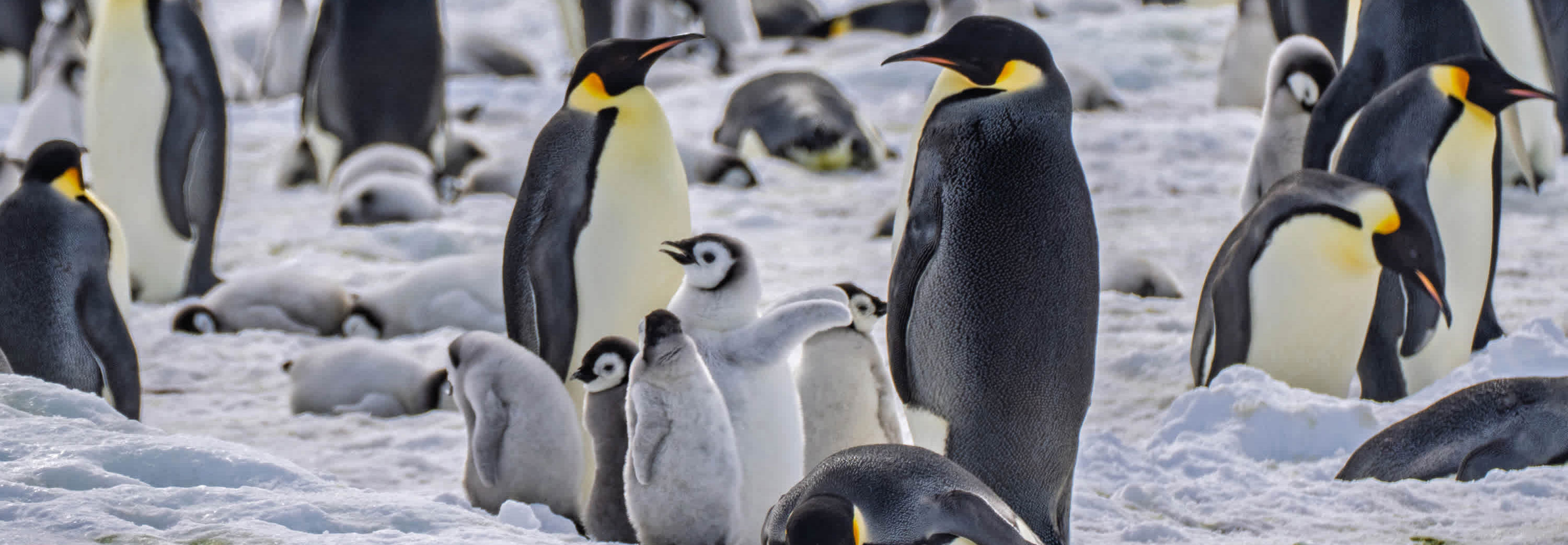 a group of penguins in the snow