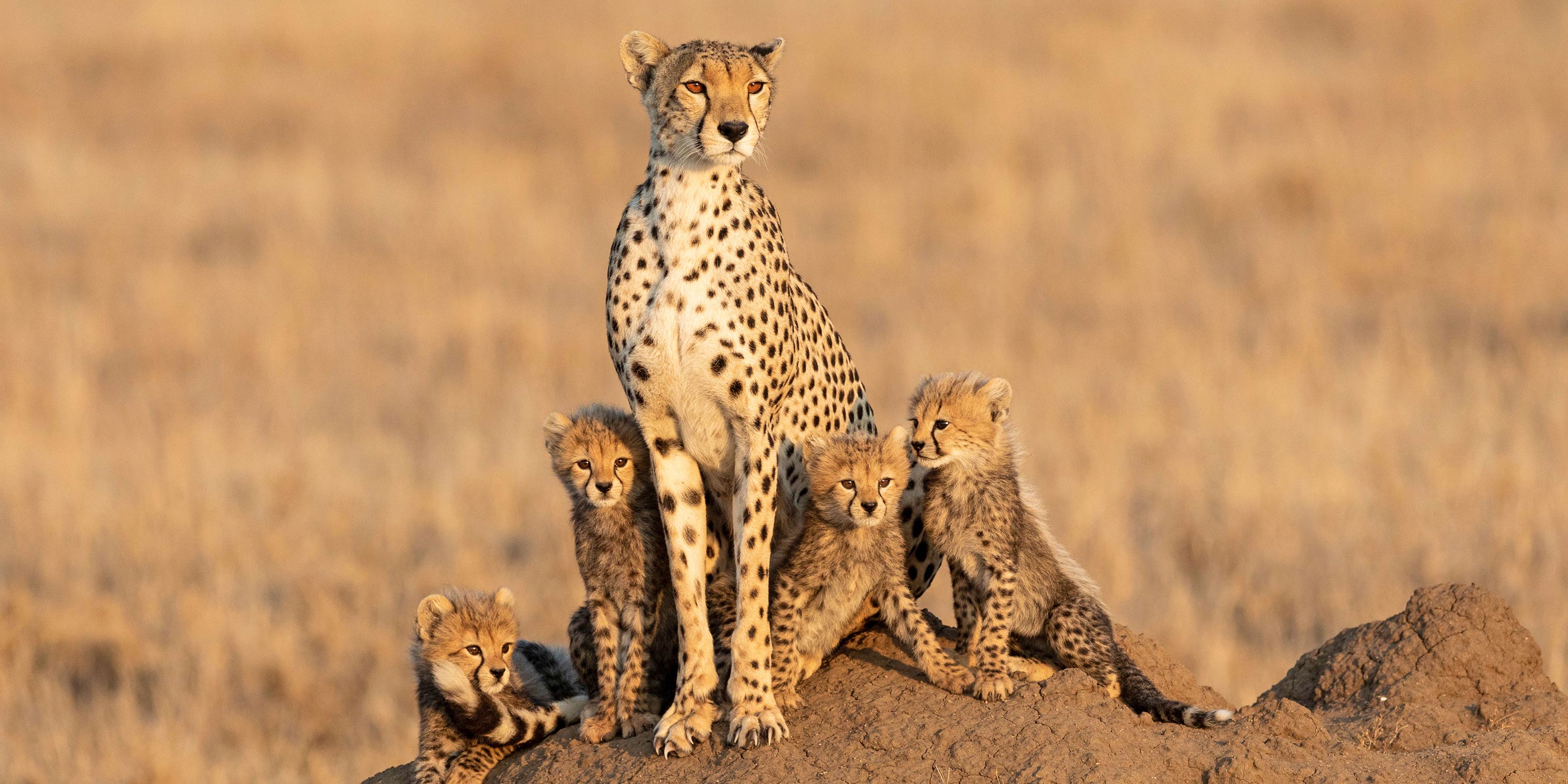 Cheetahs in Tanzania