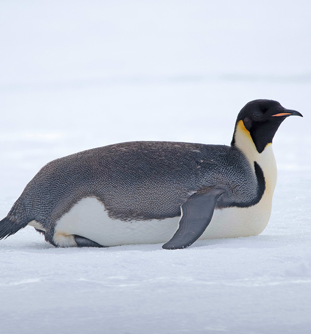 Emperor Penguin in Cape Denison, East Antarctica