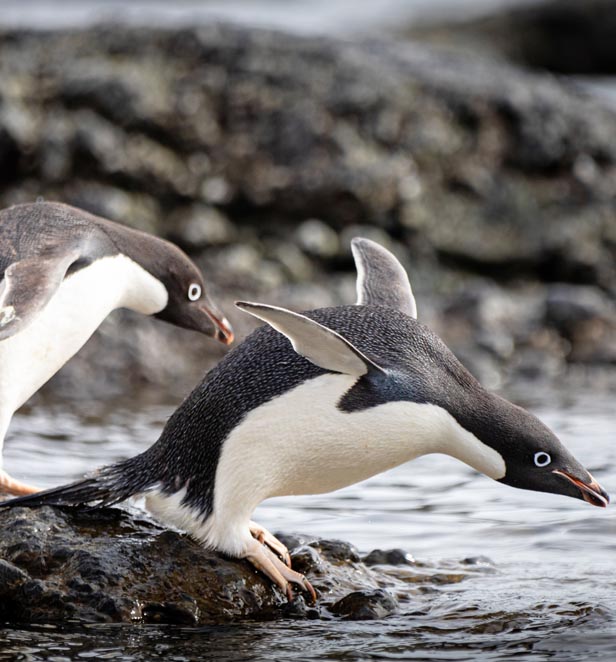Brown Bluff Adelie penguins