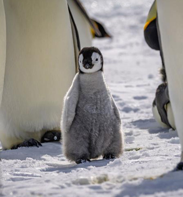 Baby penguin in the snow