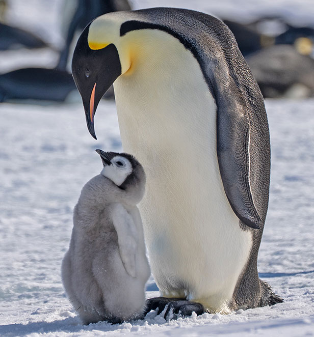 adult penguin looking down at baby penguin in the snow 